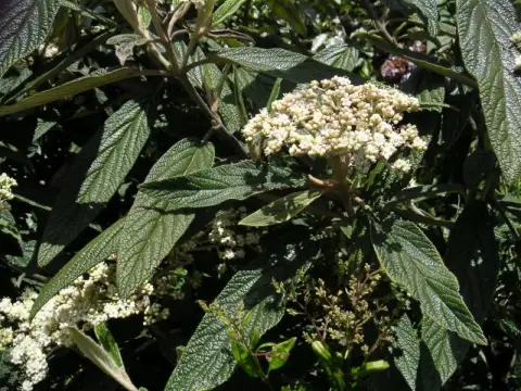 Ráncoslevelű bangita / Viburnum rhytidophyllum