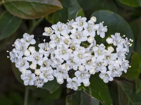 Örökzöld bangita / Viburnum tinus 'Eve Price'