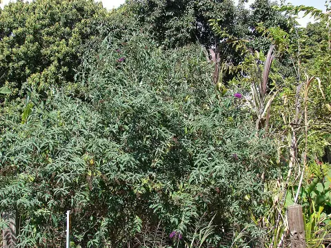 Sötétlila virágú nyáriorgona / Buddleja davidii 'Black Knight'