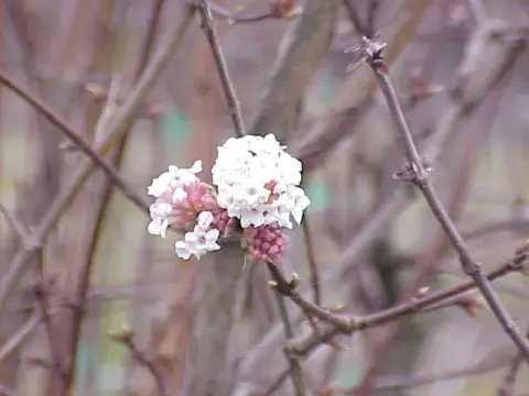 Ciklámen virágú kikeleti bangita / Viburnum x bodnantense 'Charles Lamont'