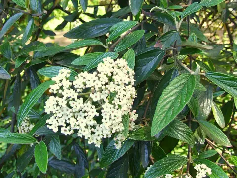 Prágai bangita / Viburnum x pragense