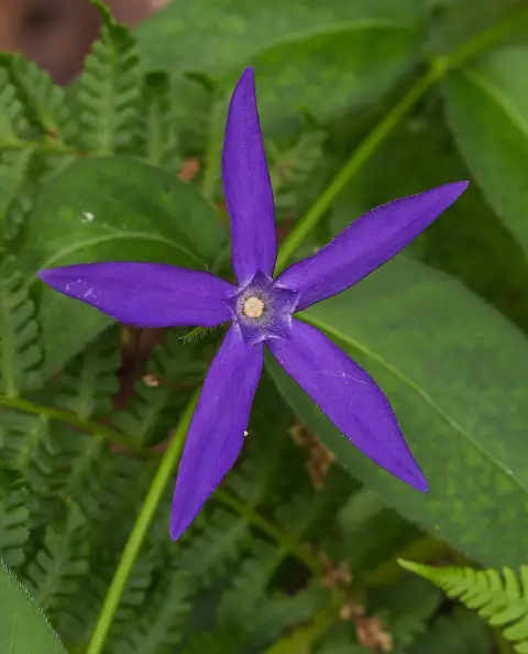 Nagy meténg / Vinca major