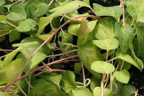 Nagy meténg / Vinca major 'Maculata'