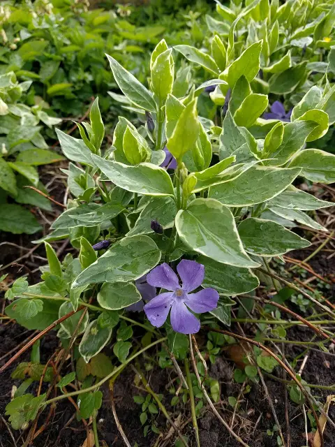 Tarkalevelű nagy meténg / Vinca major 'Variegata'