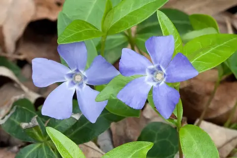 Kis meténg / Vinca minor