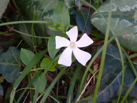 Fehér virágú kis meténg / Vinca minor 'Alba'