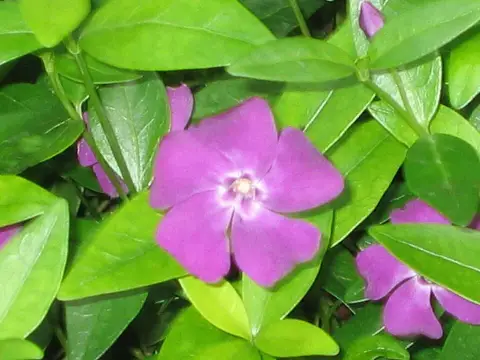 Lila virágú kis meténg / Vinca minor 'Atropurpurea'