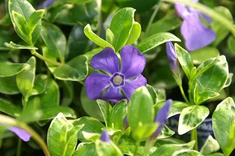 Fehér-tarka levelű kis meténg / Vinca minor 'Ralph Shugert'