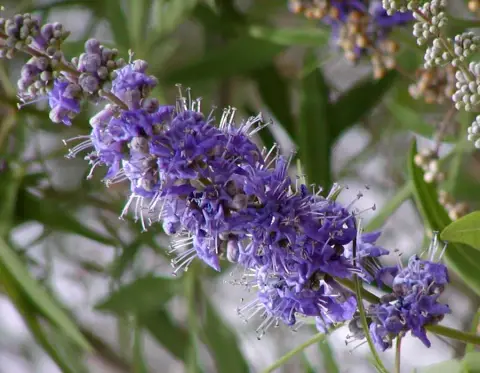 Barátcserje / Vitex agnus-castus