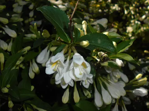 Fehér virágú rózsalonc / Weigela florida 'Alba'
