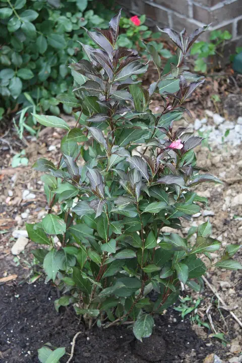 Bordó virágú, bordó levelű rózsalonc / Weigela florida 'Alexandra' ®