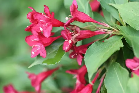 Piros virágú, zöld levelű rózsalonc / Weigela florida 'Bristol Ruby'