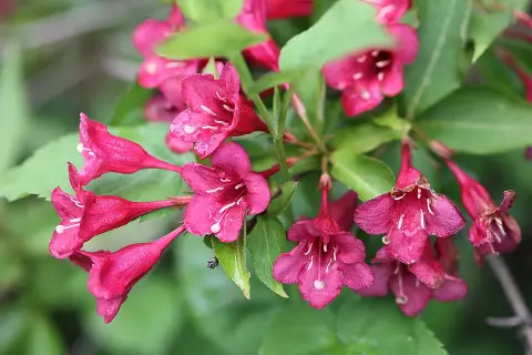 Piros virágú, zöld levelű rózsalonc / Weigela florida 'Bristol Ruby'