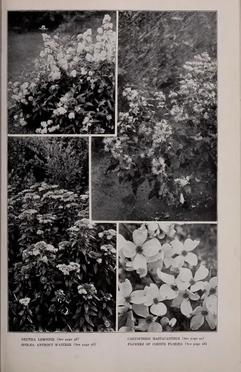 Alacsony növekedésű, tarkalevelű, rózsaszín virágú rózsalonc / Weigela florida 'Nana Variegata'