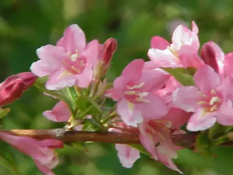 Rózsaszín virágú, zöld levelű rózsalonc / Weigela florida 'Pink Princess'