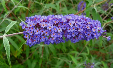 Kék virágú, törpe nyáriorgona / Buddleja davidii 'Nanho Blue'