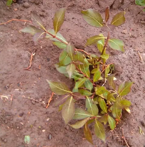 Sötétpiros virágú, zöld levelű rózsalonc / Weigela florida 'Red Prince'