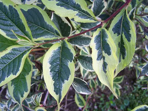 Tarkalevelű, rózsaszín virágú rózsalonc / Weigela florida 'Variegata'