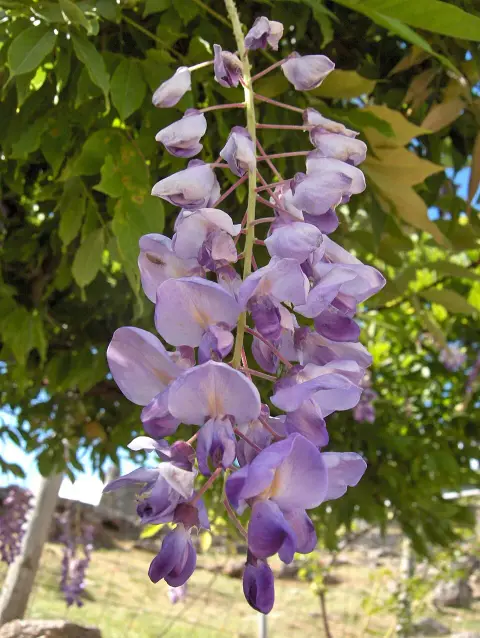 Kínai lilaakác / Wisteria sinensis