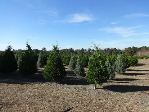 Leyland ciprus / x Cupressocyparis leylandii