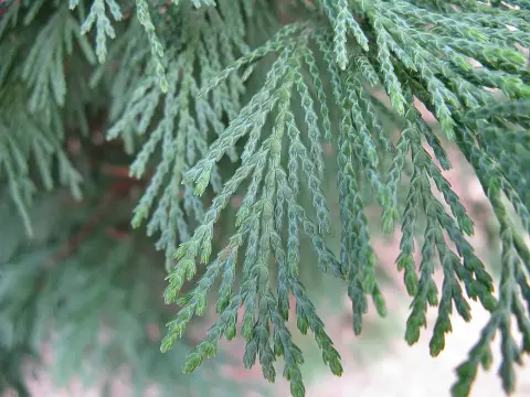 Leyland ciprus / x Cupressocyparis leylandii