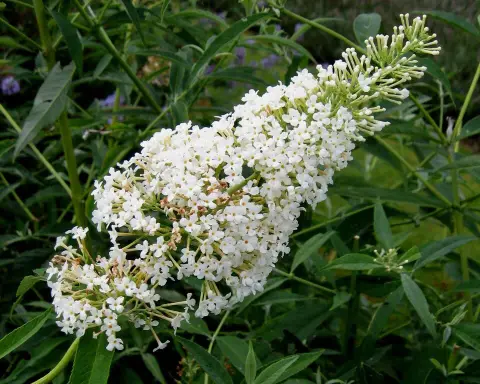 Fehér virágú, törpe nyáriorgona / Buddleja davidii 'Nanho White'
