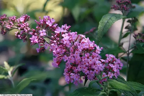 Rózsaszín virágú nyáriorgona / Buddleja davidii 'Pink Delight'