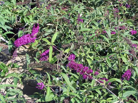 Bíbor színű nyáriorgona / Buddleja davidii 'Royal Red'
