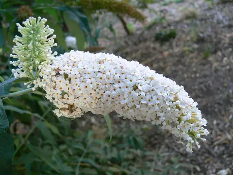 Fehér virágú nyáriorgona / Buddleja davidii 'White Profusion'