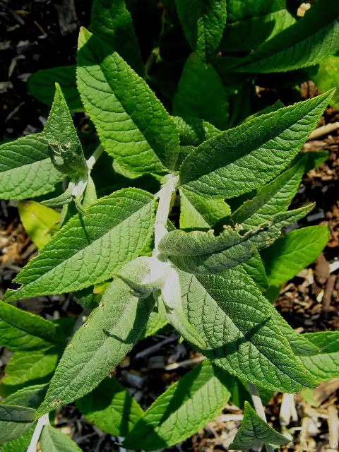Piros virágú, törpe nyáriorgona / Buddleja 'Miss Ruby' ®