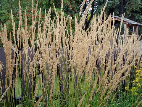 Világosbarna nádtippan / Calamagrostis x acutiflora 'Karlfoerster'