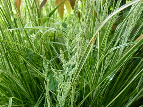 Rózsaszín-fehér nádtippan / Calamagrostis x acutiflora 'Overdam'