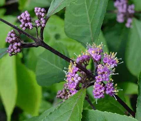 Kínai lilabogyó / Callicarpa bodinieri 'Profusion'