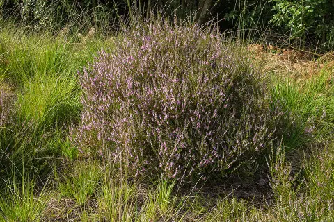 Lilás-rózsaszín szinű csarab / Calluna vulgaris 'Sonja'