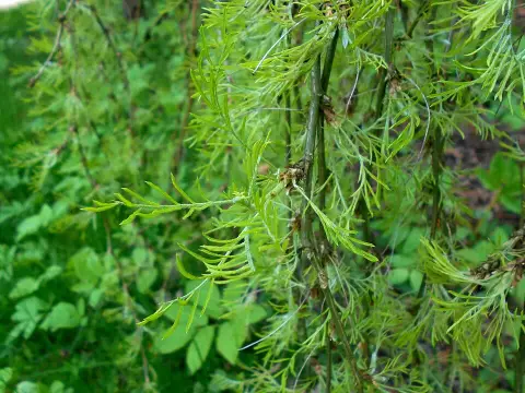 Csüngő borsófa rojtoslevelű / Caragana arborescens 'Walker'
