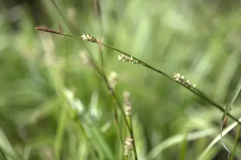 Tarka levelű sás / Carex morrowii 'Ice Dance'