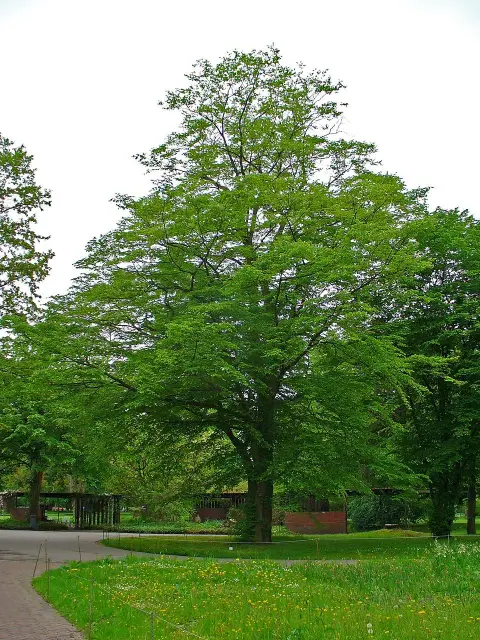 Gyertyán / Carpinus betulus