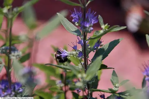 Sötétkék virágú kékszakáll / Caryopteris x clandonensis 'Grand Bleu' ®