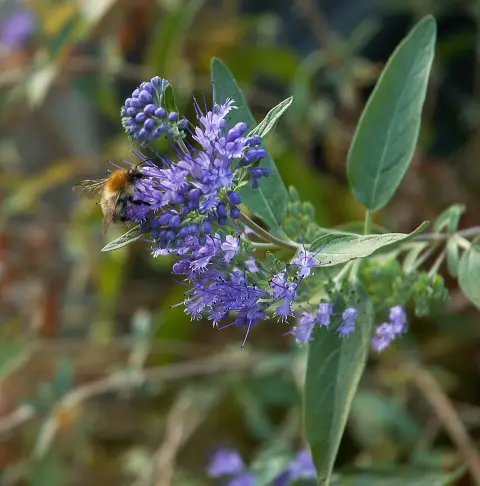 Keskenylevelű kékszakáll / Caryopteris x clandonensis 'Heavenly Blue'