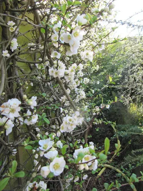 Fehér virágú japánbirs / Chaenomeles speciosa 'Nivalis'