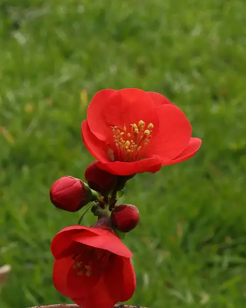 Piros virágú japánbirs / Chaenomeles x superba 'Nicoline'