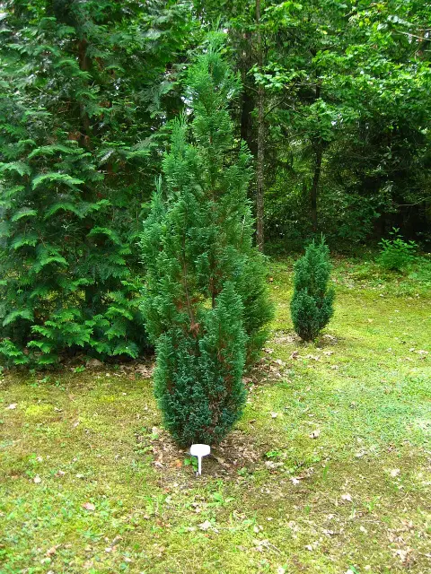 Oregoni hamisciprus / Chamaecyparis lawsoniana 'Ellwoodii'