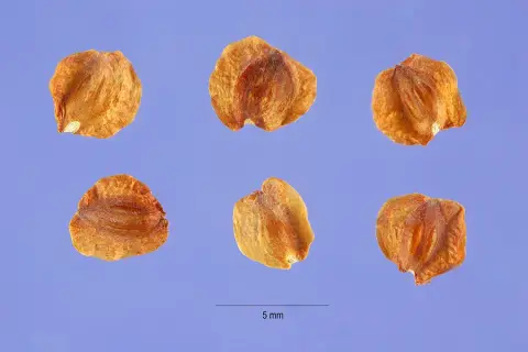 Arany oregoni hamisciprus / Chamaecyparis lawsoniana 'Stardust'