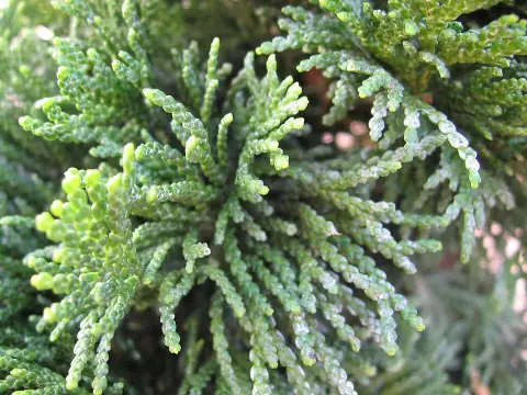 Törpe kagylóciprus / Chamaecyparis obtusa 'Nana Gracilis'