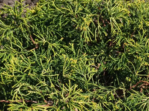 Arany hamisciprus / Chamaecyparis obtusa 'Tsatsumi Gold'