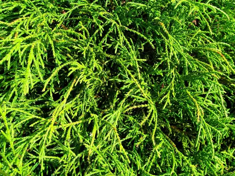 Törpe szavára hamisciprus / Chamaecyparis pisifera 'Filifera Nana'