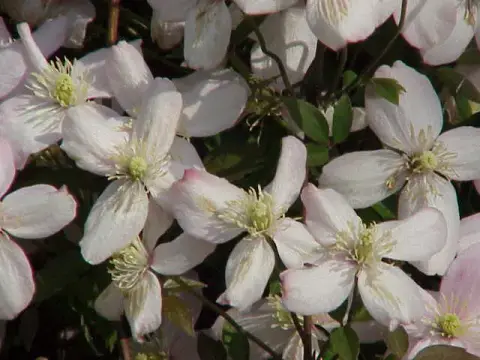 Rózsaszín virágú iszalag / Clematis montana 'Rubens'