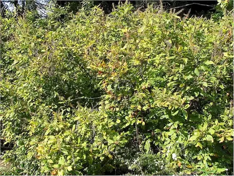 Rózsaszín virágú, illatos borscserje / Clethra alnifolia 'Pink Spire'