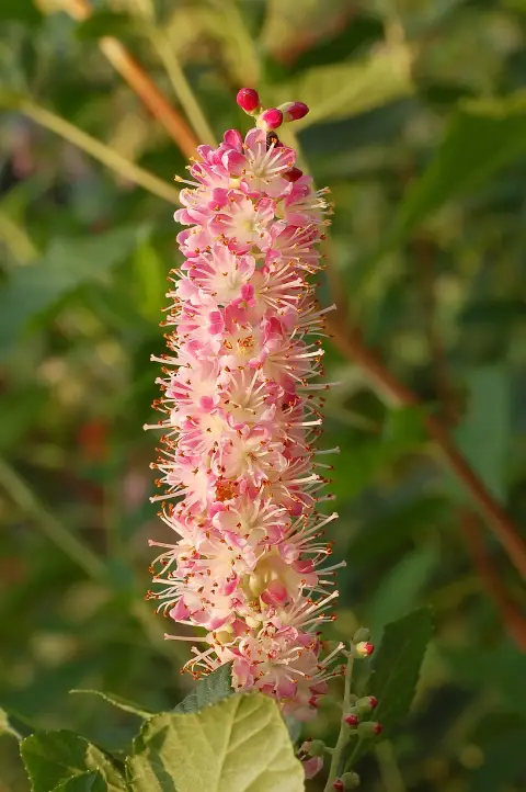 Rózsaszín virágú borscserje / Clethra alnifolia 'Ruby Spice'