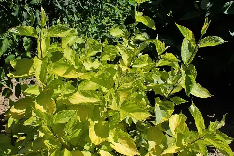 Sárga-tarka levelű, piros vesszejű som / Cornus alba 'Gouchaultii'